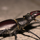 Illustration for article titled Shooting Challenge: Bugs Gallery (Part 4)